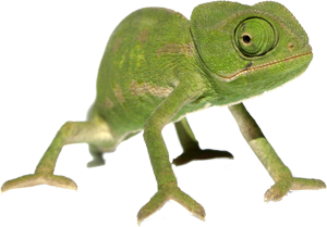chameleon